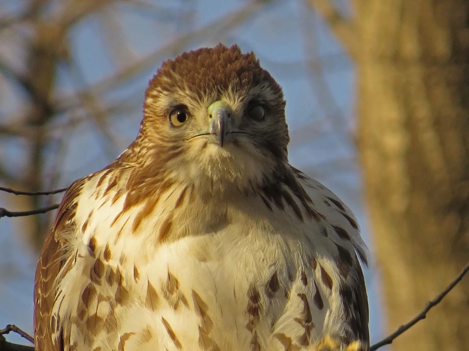 Hawks in the Snow — Susan Kirby